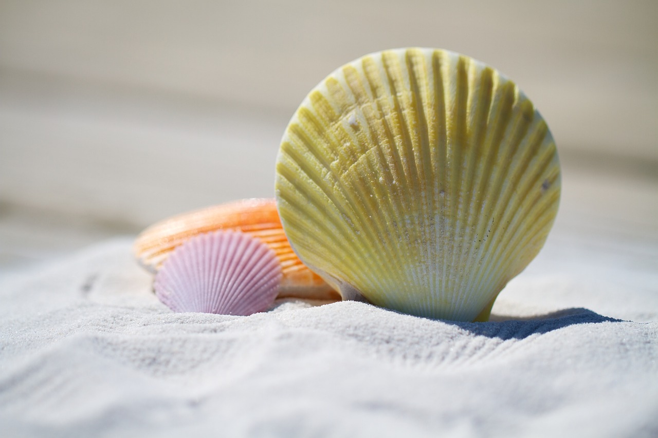 shells, sand, beach